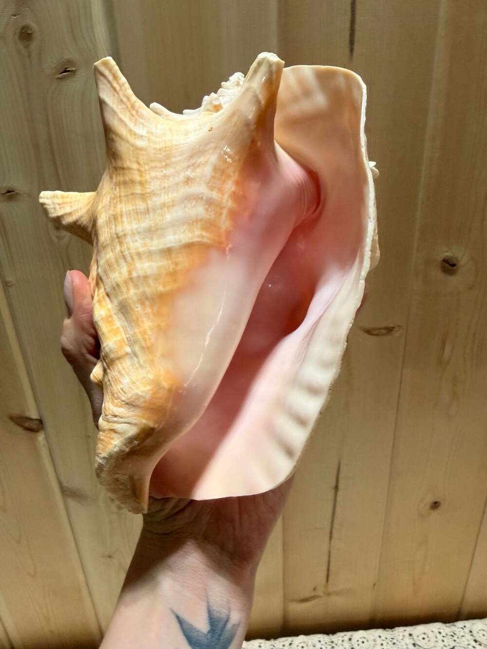 Large Natural Queen Conch Seashell Pink Ocean Interior Beach Decor